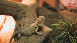 Bearded Dragon in Cage