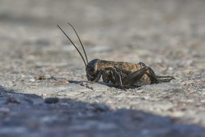 Cricket
