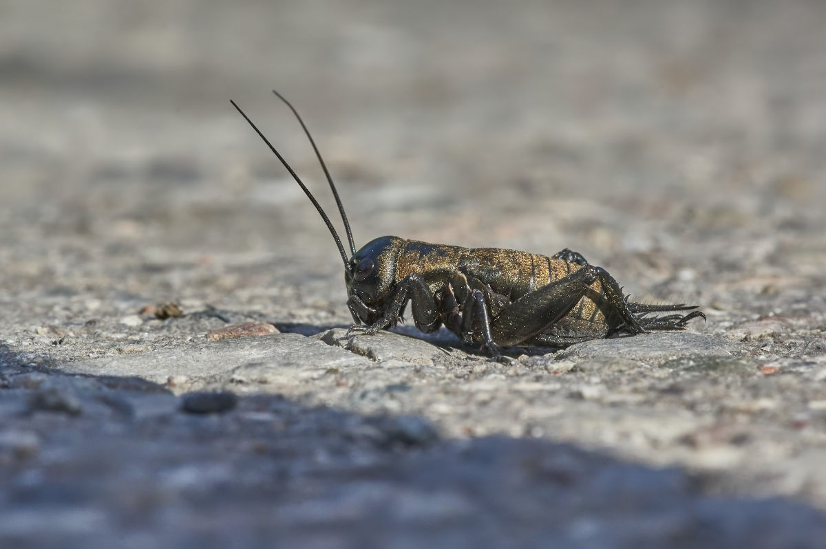 Cricket
