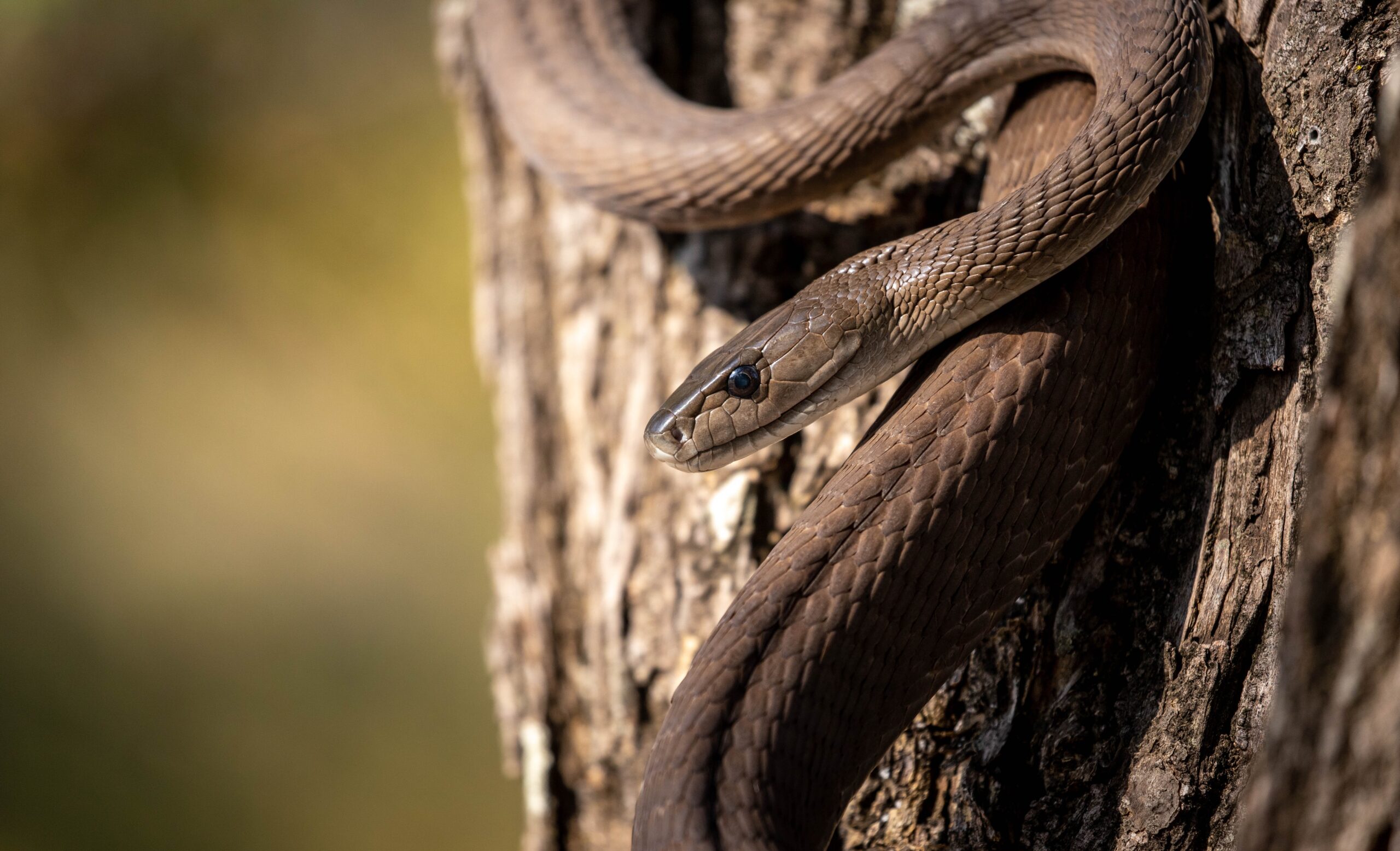 Venomous Snake Cages & Enclosures - Vision Products