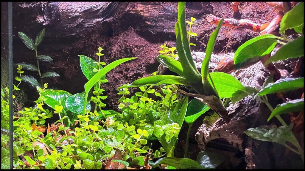 The Beautiful Bioactive Vivarium: Is it The Best Home For a Reptile ...