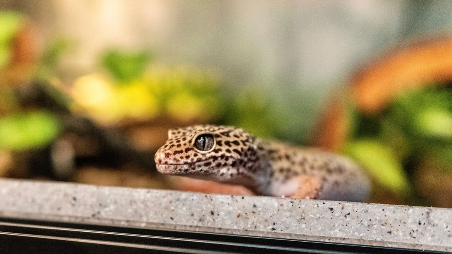 5 Small Reptile Pets That Live Happily in a 20gallon Tank Vision