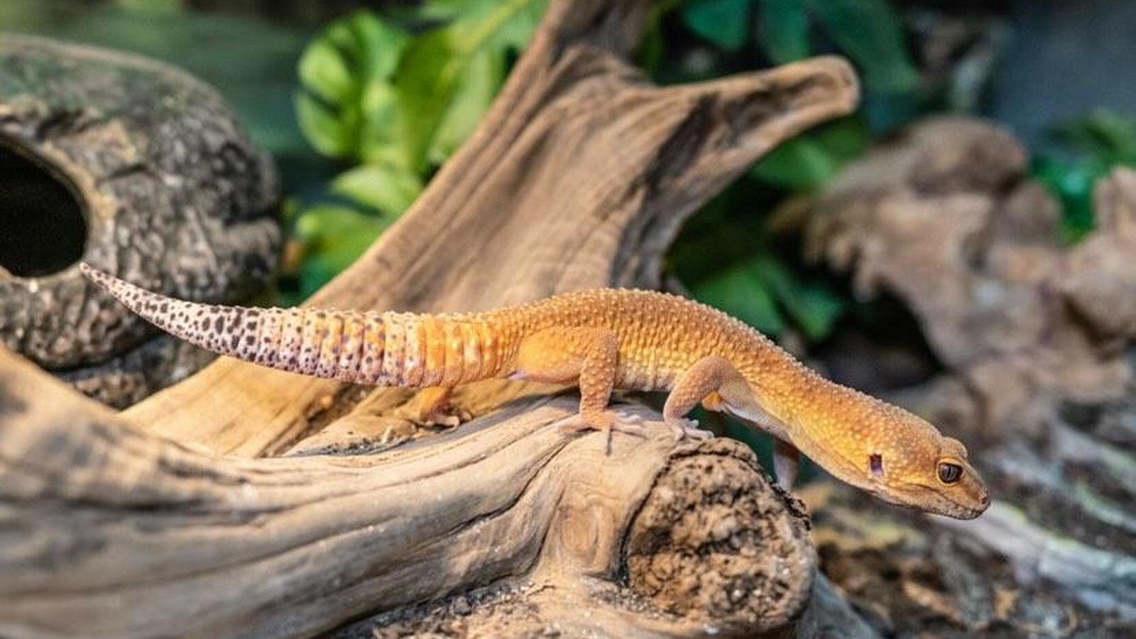 Leopard Gecko Enclosure Vision Products