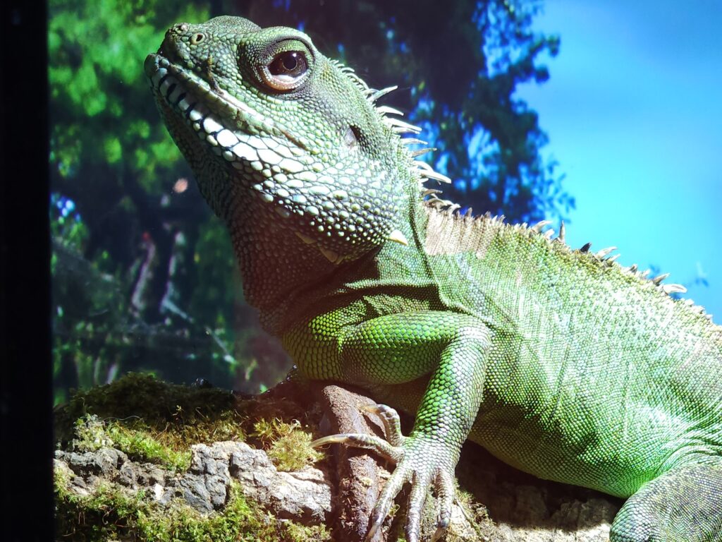 chinese water dragon swimming in pool