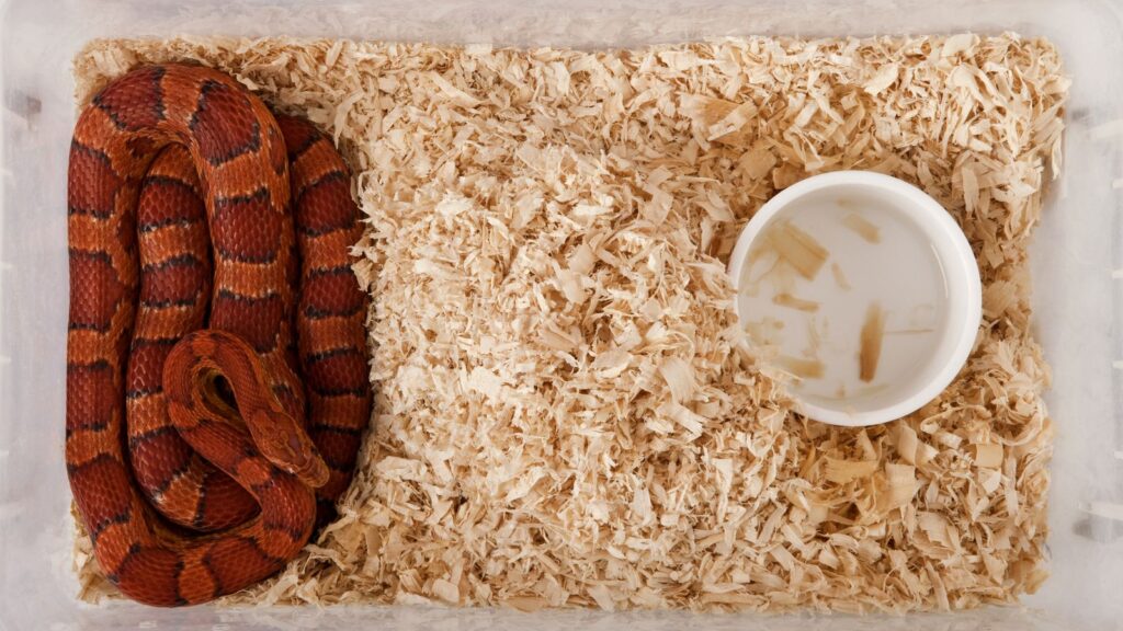 What Reptile Substrate Do I Need? Here's Your Complete Guide. Vision
