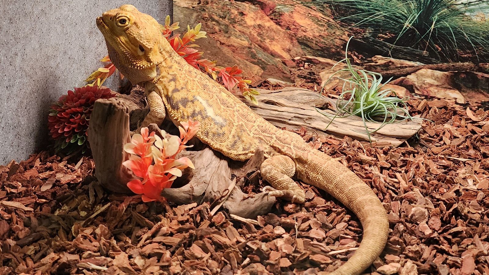 What Reptile Substrate Do I Need? Here's Your Complete Guide. Vision