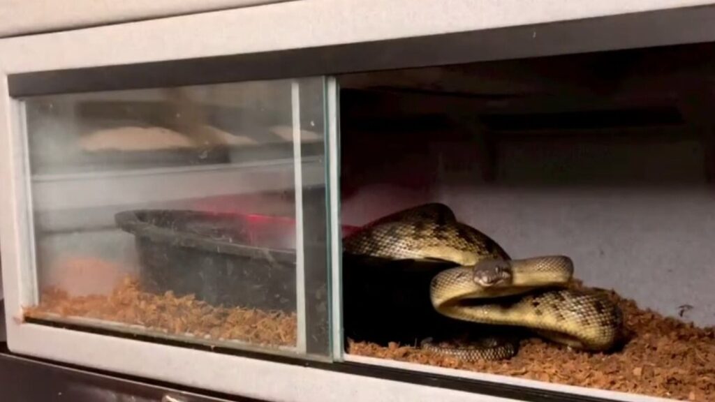 Reptile Enclosure Materials - What's the Best Material for You ... - Overheating In Reptile Enclosure