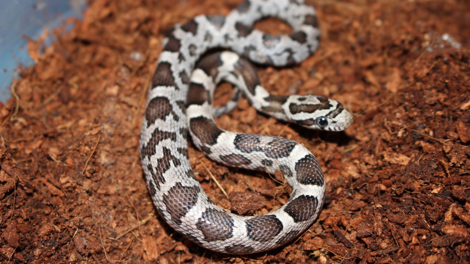 Corn Snakes How to Create the Ideal Enclosure! Vision Products